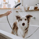 Dopřejte komfort v koupelně celé rodině. Rodičům, dětem i čtyřnohým miláčkům. Speciální sprcha pro psy DogShower. Zdroj fotografií: Hansgrohe