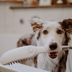 Dopřejte komfort v koupelně celé rodině. Rodičům, dětem i čtyřnohým miláčkům. Speciální sprcha pro psy DogShower. Zdroj fotografií: Hansgrohe