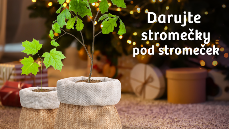 Darujte stromy pod stromeček, foto: Nadace dřevo pro život Darujte stromy pod stromeček, foto: Nadace dřevo pro život