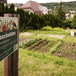 Urban gardening na hřbitově Neustift. Zdroj: © Harald Lachner