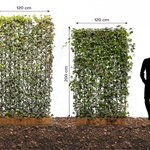 Zelené oplocení za jeden den? AS-GREEN FENCE – okamžité řešení živého plotu. Zdroj: ASIO