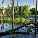 Kategorie krajina, Restart pro mokřad u Maříže. Zdroj: Adapterra Awards 2025