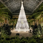 Vánoční stromek, který v zimních zahradách narostl do krásy. Zdroj: Studio Roso