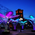 Květy na sněhu? Pohádkovou představu změnili v realitu. Vypadají kouzelně a přináší radost. Zdroj: TILT