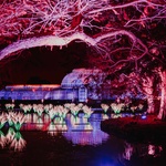 Rybník Palmového domu bude letos ozdoben nádhernou přehlídkou 100 osvětlených lilií, které představují velkolepé lekníny, jež se staly mezinárodně uznávanou součástí rekordní sbírky Living Collection. Foto: Luke Dyson Rybník Palmového domu bude letos ozdoben nádhernou přehlídkou 100 osvětlených lilií, které představují velkolepé lekníny, jež se staly mezinárodně uznávanou součástí rekordní sbírky Living Collection. Foto: Luke Dyson