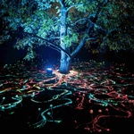 Novinkou bude také Mycelium Network, která osvětlí zem jemnými stojany z optických vláken, představujícími propojenost houbových vláken, jež hrají zásadní roli v ekosystémech po celé planetě. Foto: Jeff Eden Novinkou bude také Mycelium Network, která osvětlí zem jemnými stojany z optických vláken, představujícími propojenost houbových vláken, jež hrají zásadní roli v ekosystémech po celé planetě. Foto: Jeff Eden