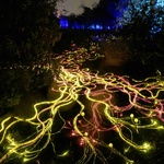Světelné vlášení mycelií odráží probíhající vědecký výzkum zahrady Kew, zaměřený na miliony druhů hub, které jsou základem veškerého života na Zemi. Foto: Jeff Eden Světelné vlášení mycelií odráží probíhající vědecký výzkum zahrady Kew, zaměřený na miliony druhů hub, které jsou základem veškerého života na Zemi. Foto: Jeff Eden