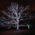 Výstava se světelnou noční expozicí inspiruje návštěvníky, láká je, aby se dozvěděli více o zásadní práci botanické zahrady. O ochraně biodiverzity pro budoucí generace. Foto: Luke Dyson Výstava se světelnou noční expozicí inspiruje návštěvníky, láká je, aby se dozvěděli více o zásadní práci botanické zahrady. O ochraně biodiverzity pro budoucí generace. Foto: Luke Dyson