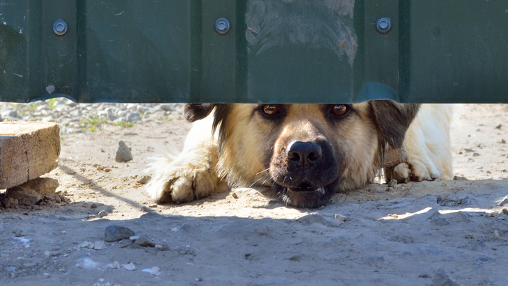 Jak zabránit tomu, aby se vaše zvířata podhrabala pod plotem?
