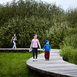 Mokřadem vede okruh povalového chodníku. Jsme pozorovatelé divoké přírody v Hanáckém Everglades. Chodník nás chrání proti „divokým“ žábám, mlžům a hadům. Vyhlídka na zastřešení stromu slouží jako intimní naučné zastavení i extrovertní vyhlídka na návštěvníky „divočiny“ na chodníku. © Andrea Thiel Lhotáková