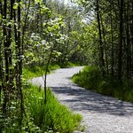 Cesta je, podobně jako povalový chodník, civilizační jistotou vloženou do bující přírody okolo. Cestu musí vyšlapávat lidé, jinak zmizí. © Andrea Thiel Lhotáková