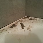 I vodorovná spára nad vanou je nepřípustně nulová. Do takové spáry nikdy nelze dostat tmel a spolehlivě detail utěsnit.