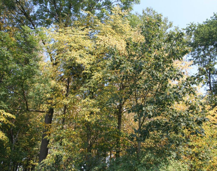 Stromy kvůli vleklému suchu vypadají, jako by měl být už konec září a ne počátek srpna (Autor fotografií: Veronika Kalníková).