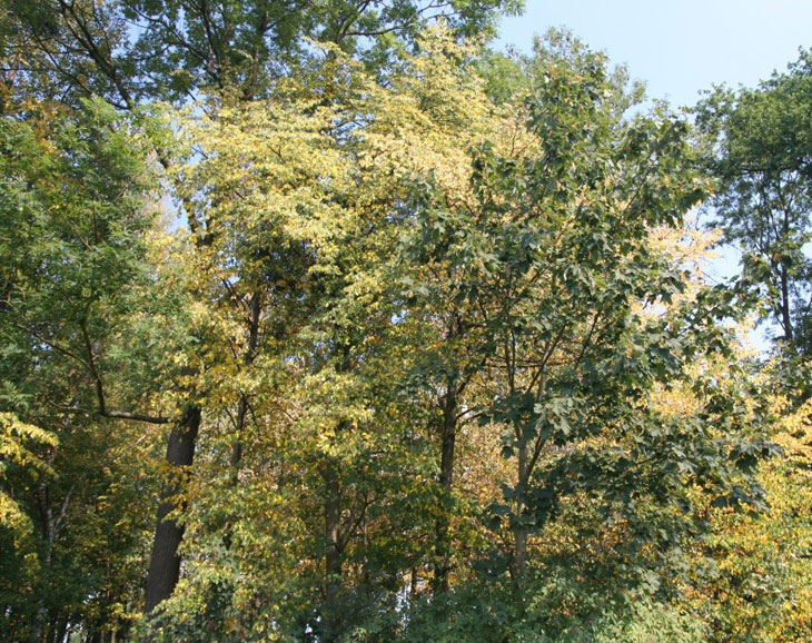 Stromy kvůli vleklému suchu vypadají, jako by měl být už konec září a ne počátek srpna (Autor fotografií: Veronika Kalníková).