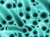 Bakterie legionella představuje život ohrožující riziko.