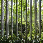 Foto: Hiroyuki Oki