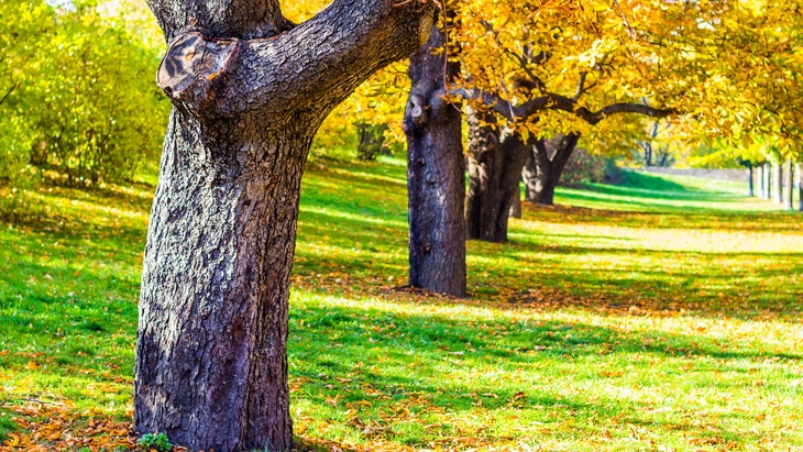 fotolia.com © daliu botanická zahrada praha