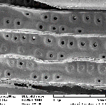 uzavření dvojteček propojujících jednotlivé buňky (tracheidy) smrkového dřeva. (Foto M. Mamoňová DF TUZVO)