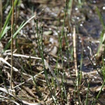 Přeslička různobarvá (Equisetum variegatum) kriticky ohrožená rostlina vyžadující plně osluněná stanoviště s dostatkem vláhy. Přirozenými biotopy jsou pro ni např. slatinné louky, prameniště a vlhké písky. Dnes je známá pouze ze 14 lokalit, ve většině případů jde právě o bývalé těžební prostory. Foto: M. Krátký