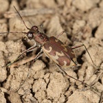 Svižník písčinný (Cylindera arenaria viennensis) ohrožený druh brouka, jehož přirozeným stanovištěm jsou štěrkopísčité náplavy řek.  Dnes přežívá převážně na člověkem vytvořených místech jako štěrkovny, popílkoviště, haldy a výsypky. Foto: F. Trnka
