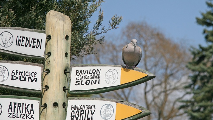 fotolia.com © shiler_a Pražská ZOO chce stavět areál pro ďábly medvědovité za 35 milónů korun