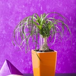 Foto: Plastia