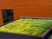 Vegetační - zelená střecha, i na toto opatření bude možné žádat z dotací Zelená úsporám