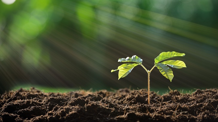 Každý nový solární rok začíná jarem. První výhonky, první začínající, k životu se deroucí energie. Symbolická i faktická. © Fotolia.com - amenic181