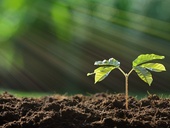 Každý nový solární rok začíná jarem. První výhonky, první začínající, k životu se deroucí energie. Symbolická i faktická. © Fotolia.com - amenic181