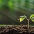 Každý nový solární rok začíná jarem. První výhonky, první začínající, k životu se deroucí energie. Symbolická i faktická. © Fotolia.com - amenic181