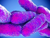 3D vizualizace bakterie Legionella pneumophila