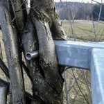 Zdroj: Baubotanik.org