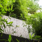 Dům jako džungle bambusů: Minimální prostor, maximum zeleně  Foto:  Hiroyuki Oki