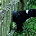 Šárka Poláčková - Ploty poskytují bezpečí těm uvnitř i těm venku. V české vesnici Rovensko v rumunském Banátu mají psi volnost, plot neplot.