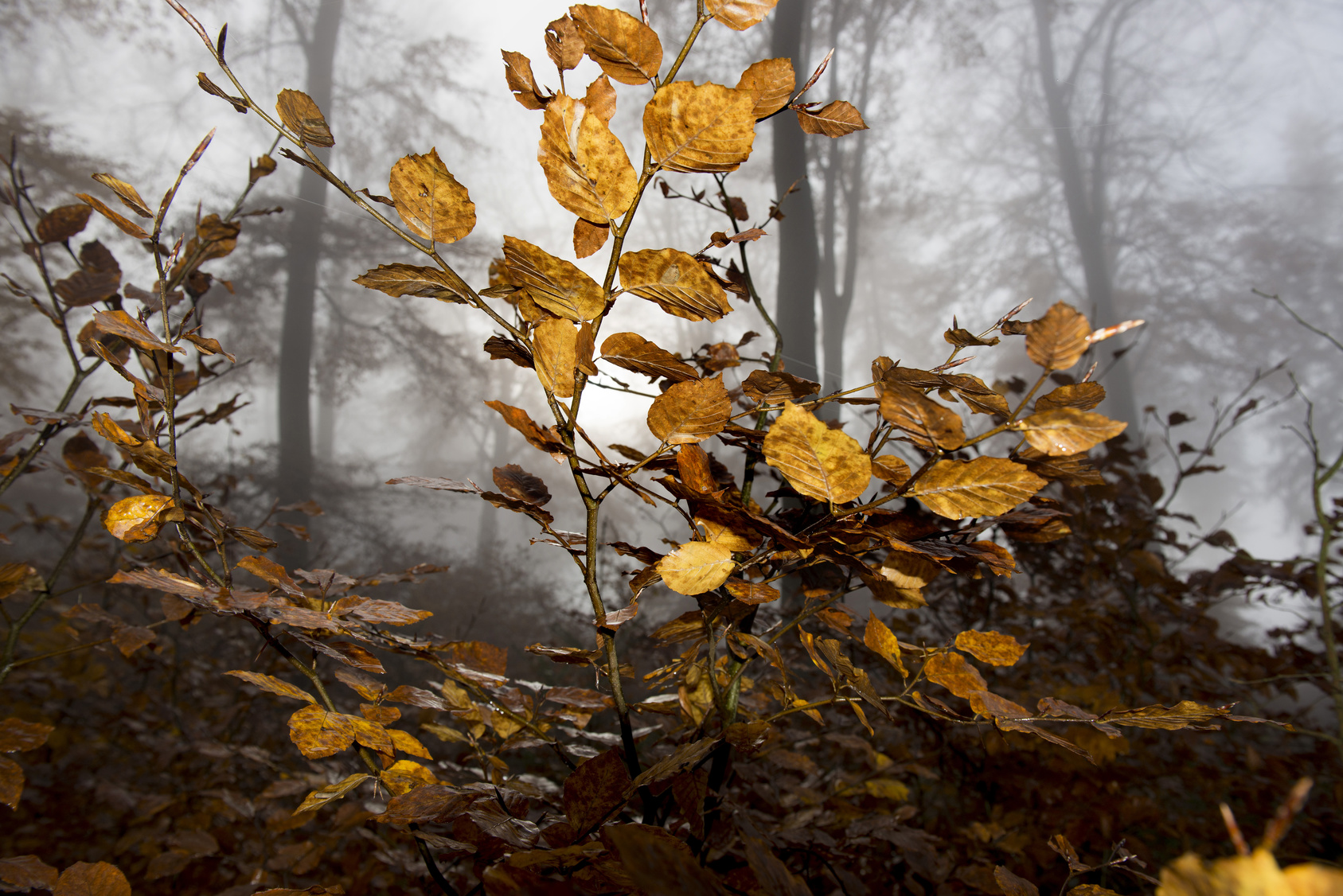 Stříbřité mlhy, bělavě šedivá obloha, i to listí vypadá jako kovové, zlaté či mosazné. Zdroj: Fotolia.com - Werner