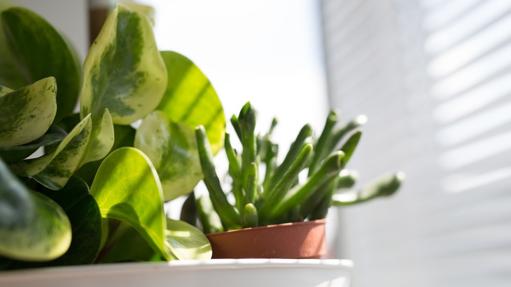 Zdroj: Fotolia.com - vege Zdroj: Fotolia.com - vege