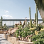 Desert City: město pro kaktusy Foto: Imagen Subliminal