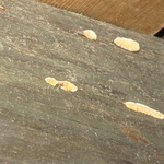 Obr. 4. Poškození dřevostavby trámovkou – pouze růst plodnic A) (Foto Pánek).