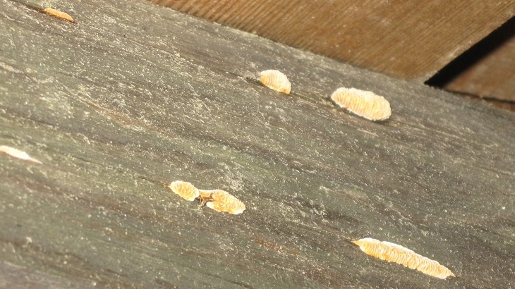 Jak poznat poškozené stavební dříví, jak se projevuje dřevokazný hmyz a houby