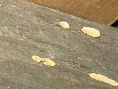 Jak poznat poškozené stavební dříví, jak se projevuje dřevokazný hmyz a houby