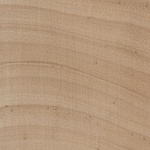 Obr. 3b – Srovnání kruhovitě a roztroušeně pórovitých listnatých dřev. Bříza jako zástupce kruhovitě pórovitých dřevin. V letokruhu nelze vylišit jarní a letní dřevo. Šířku letokruhu tak nelze použít jako kvalitativní kritérium řeziva.