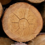 Obr. 4b – Kulatina smrku