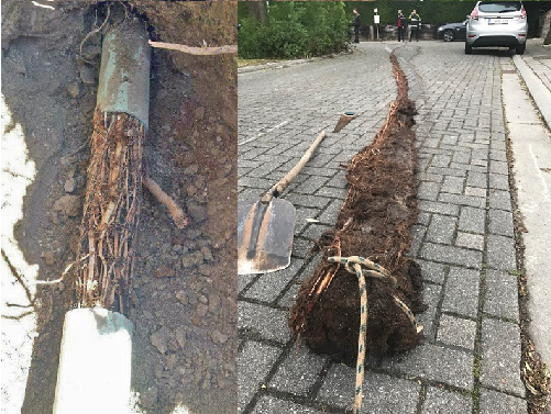 Kořeny v kanalizačním potrubí