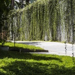 Pro rodinný dům nejsou stromy překážkou. Tvoří jeho přirozenou součást Foto: Hiroyuki Oki