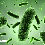 Ilustrace bakterie - Legionella pneumophila