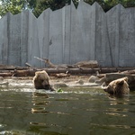 Země medvědů a vlků. Pavilon zoologické zahrady navržený pro symbiózu zvířat a lidí Foto: Ivan Avdeenko