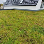 Ecosedum: dokonalé řešení zelené střechy