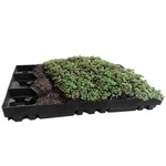 Ecosedum - pack osazený
