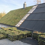 Ecosedum: dokonalé řešení zelené střechy