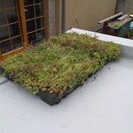 Ecosedum: dokonalé řešení zelené střechy